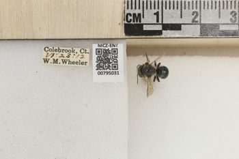 Media type: image;   Entomology 795031 Aspect: Labels